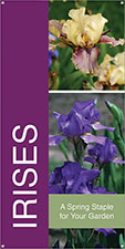 Butterfly Bushes 24